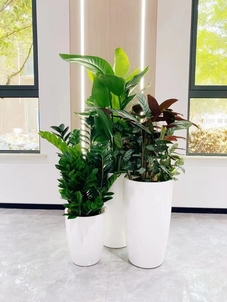 领略宁波慈溪花木出租设计的独特风情